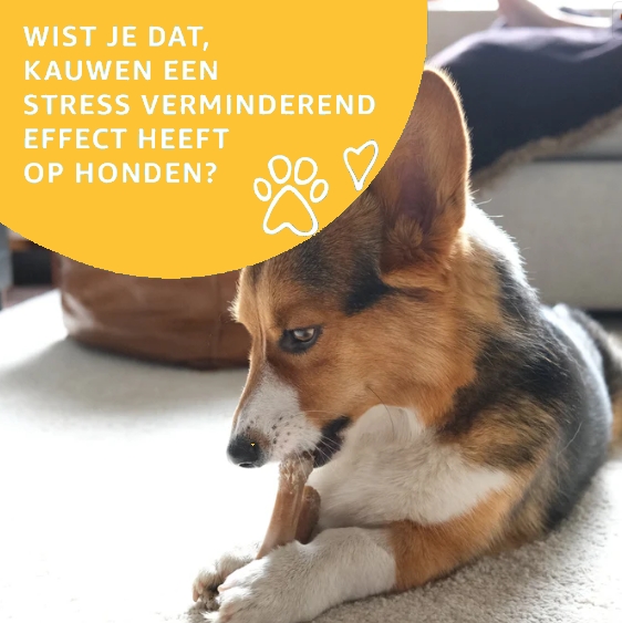 Knapperige Buffeloren – 100% Natuurlijke kauwsnack